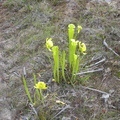 pitcher plant